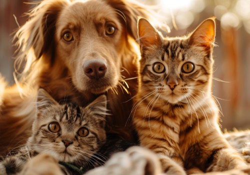 Effective Ways To Minimize Pet Dander From Dogs And Cats